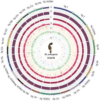 Whole-genome sequencing and evolutionary analysis of the wild edible mushroom, Morchella eohespera